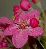 Rosaceae - Розовые