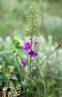 Verbascum phoeniceum - Коровяк фиолетовый