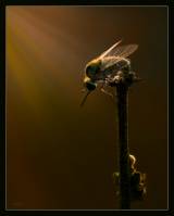 Bombyliidae - Жужжалы