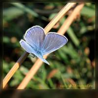 бабочка голубянка