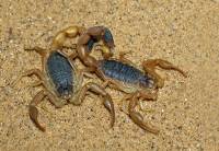 Scorpiones - Скорпионы