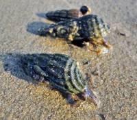 Gastropoda (Mollusca) - Брюхоногие
