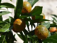 Citrus reticulata - Мандарин
