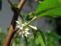 Elaeagnus multiflora - Лох многоцветковый, Гуми