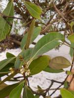 Avicennia germinans - Чёрное мангровое дерево, Чёрный мангр