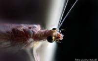 Neuroptera - Сетчатокрылые (златоглазки, гемеробы, муравьиные львы...)