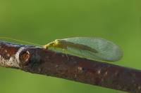 Chrysopidae - Златоглазки