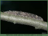 Catocala nupta - Орденская лента красная (Ленточница обыкновенная красная)