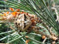 Araneus angulatus - Угловатый крестовик