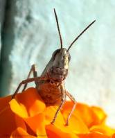 Acrididae - Настоящие саранчовые