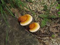 Ganoderma lucidum - Трутовик лакированный