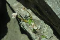 Rosularia alpestris - Розеточница альпийская