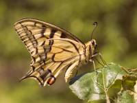Солнечные бабочки 3 (Махаон)