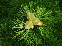 Paeonia tenuifolia - Пион узколистный, или Пион тонколистный