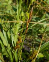 Carex leporina - Осока заячья