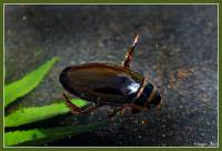 Dytiscidae - Плавунцы