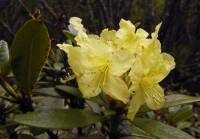 Rhododendron aureum - Рододендрон золотистый