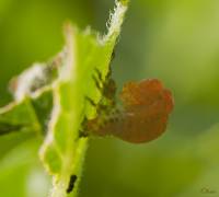 Chrysomelidae unidentified - Листоеды