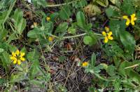 Coronilla rostrata - Секироплодник мелкоцветковый