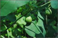 Aristolochiaceae - Кирказоновые