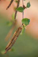 Betulaceae - Берёзовые
