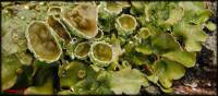 Lichenes - unidentified - Лишайники