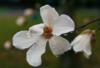 Magnolia kobus - Магнолия кобус