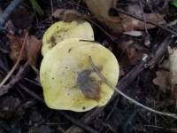 Tricholoma frondosae - Зеленушка осиновая