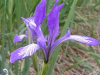 Iris lactea f. biglumis - Ирис Палласа, Ирис илийский
