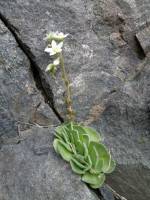 Rosularia platyphylla - Розеточница плосколистная