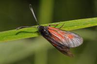 Zygaena nevadensis - пестрянка невадская