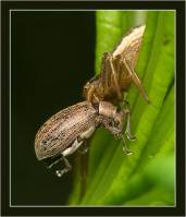 Phyllobius pyri - Слоник листовой грушевый