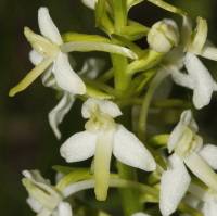 скромная орхидея наших широт - Любка двулистная