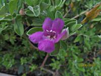 Leucophyllum frutescens - Леукофиллум кустарниковый