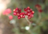 Helichrysum sanguineum - Цмин кроваво-красный