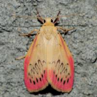 Miltochrista miniata - Лишайница розовая (киноварная)