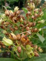 Nicotiana tabacum f. fruticosa