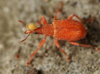 Brentidae - Apioninae - Семяеды