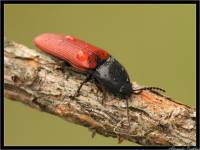 Ampedus sanguineus - Щелкун кровавый (кроваво-красный)