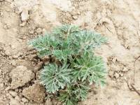 Artemisia absinthium - Полынь горькая