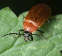 Pseudocistela ceramboides - Пыльцеед усачевидный
