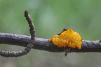 Tremella mesenterica - Дрожалка оранжевая