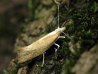 Ypsolopha lucella - Серпокрылая моль широколиственная