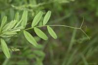 Vicia sativa subsp. nigra - Горошек узколистный, Вика узколистная