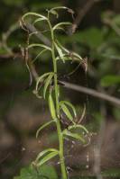 Platanthera chlorantha - Любка зеленоцветковая, Любка зелёноцветная