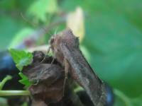 Lacanobia oleracea - Совка огородная