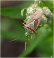 Acanthosomatidae - Щитники древесные