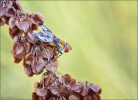 Ежемуха толстокрылая (Ectophasia crassipennis