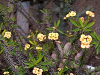 Euphorbia milii - Молочай Миля, или Молочай прекрасный