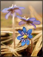 Синенький цветочек